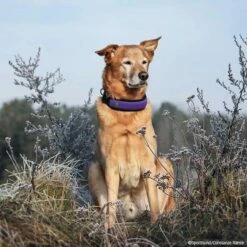 Niggeloh Halsung FASHION -Hunter Shop 701712007niggeloh fashion lila p4dc2625 7017120