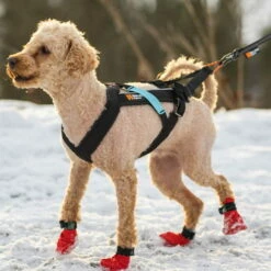 Non-Stop Dogwear Freemotion Harness Zuggeschirr -Hunter Shop 7022101074freemotion harness anwendung 7022101