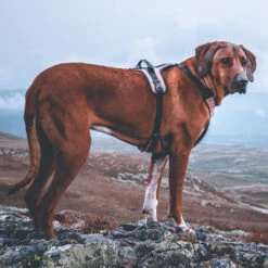 Non-Stop Dogwear Ultra Harness Geschirr 7 Non-Stop Dogwear Ultra Harness Geschirr -Hunter Shop 7022108071nonsptop dogware ultra harness anwendung2 7022108BeQEwjrj7EHxt