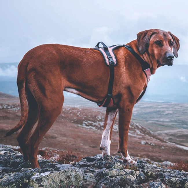 Non-Stop Dogwear Ultra Harness Geschirr 4 Non-Stop Dogwear Ultra Harness Geschirr – Bild 4