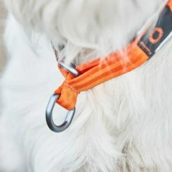 Non-Stop Cruise Collar Zugstophalsband -Hunter Shop 702211707non stop dogwear cruise collar orange detail 7022117