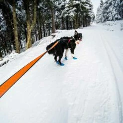 Non-Stop Dogwear Bungee Leash 2m -Hunter Shop 7022125071non stop dogware bungee leash anwendung2 7022125