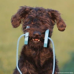 Obedience Holz-Apportel Mit Seil -Hunter Shop 7261540m071obedience holz apportel mit seil 7261601 schnauzer