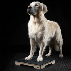 Hunter Shop -Hunter Shop 7261714m06wooddog obedience target 40cm anwendung2 7261717G5uCKjLVKj8mA