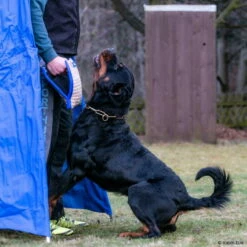 Sporthund Technikkissen Midas -Hunter Shop 7262085071sporthund technik kissen midas 7262085 rottweilerfUzzR4FQ59Fpx