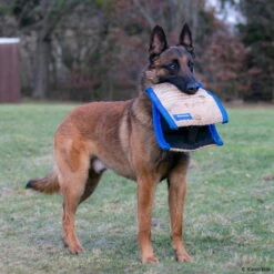 Sporthund Technikkissen Midas -Hunter Shop 726208507sporthund technik kissen midas 7262085 malinoisLQAagw8ghElY3