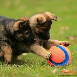 Chuckit Kick Fetch 5 Chuckit Kick Fetch -Hunter Shop 7265319m07chuckit kickfetch 7265319 welpen