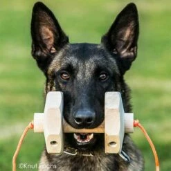 Sporthund IGP-Apportierholz 650g Havatar -Hunter Shop 7281406072knutfuchs havatar 7281406 malinoisD3NaG0zYmg89A