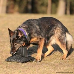 Sporthund Triple Star Kissen -Hunter Shop 733420807sporthund triplestarkissen 7334208 dhs16zlEzzWqC3Atb