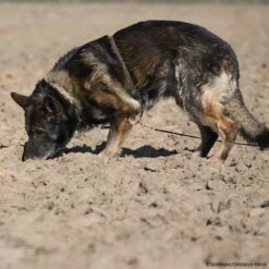 Böttcher Suchgeschirr -Hunter Shop boettcher suchgeschirr 7260800 img 9374EpexUxkPpWUtk