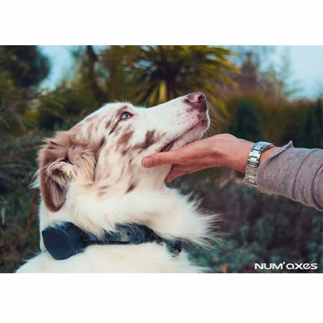 Canicom Voice 200 4 Canicom Voice 200 – Bild 4