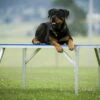 Dogsworld Agility Tisch Mit Tartanbelag