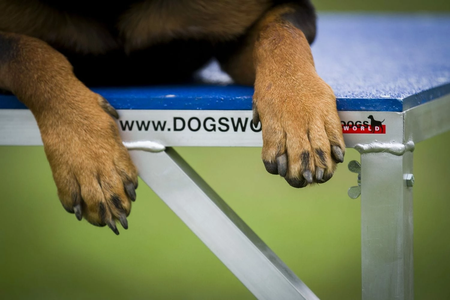 Dogsworld Agility Tisch Mit Tartanbelag 4 Dogsworld Agility Tisch Mit Tartanbelag – Bild 4