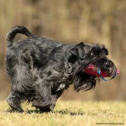 FreshLine Mini Bestätigungskissen -Hunter Shop freshline mini bestaetigungskissen p4dc4930 7425030