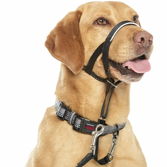 Original Halti Headcollar 1 Original Halti Headcollar