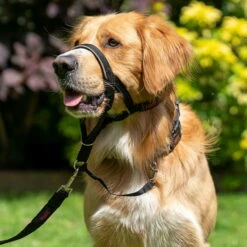 Original Halti Headcollar 5 Original Halti Headcollar -Hunter Shop halti headcollar anwendung 7473499m