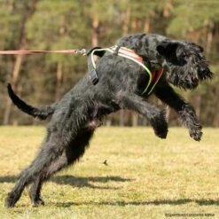 Hundeführgeschirr Follow Sport PLUS -Hunter Shop niggeloh followsportplus p4dc5266 7017055H7K3jMRJJkVvk