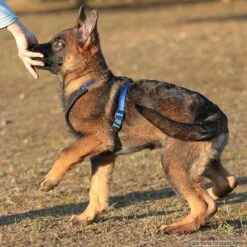 Niggeloh Geschirr Follow START -Hunter Shop niggeloh followstart p4dc4236 7017109