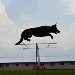 Sporthund Hürdenaufsatz -Hunter Shop sporthund huerdenaufsatz erweiterung hund 7355031UbOBnR8LB22N9