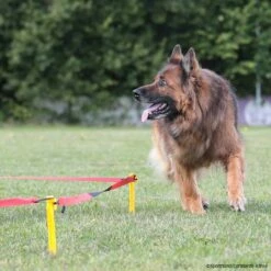 Longierset DeLuxe Basisset -Hunter Shop sporthund longiersetdeluxe p4dc1367 7860015uYI6hJobgS3WF